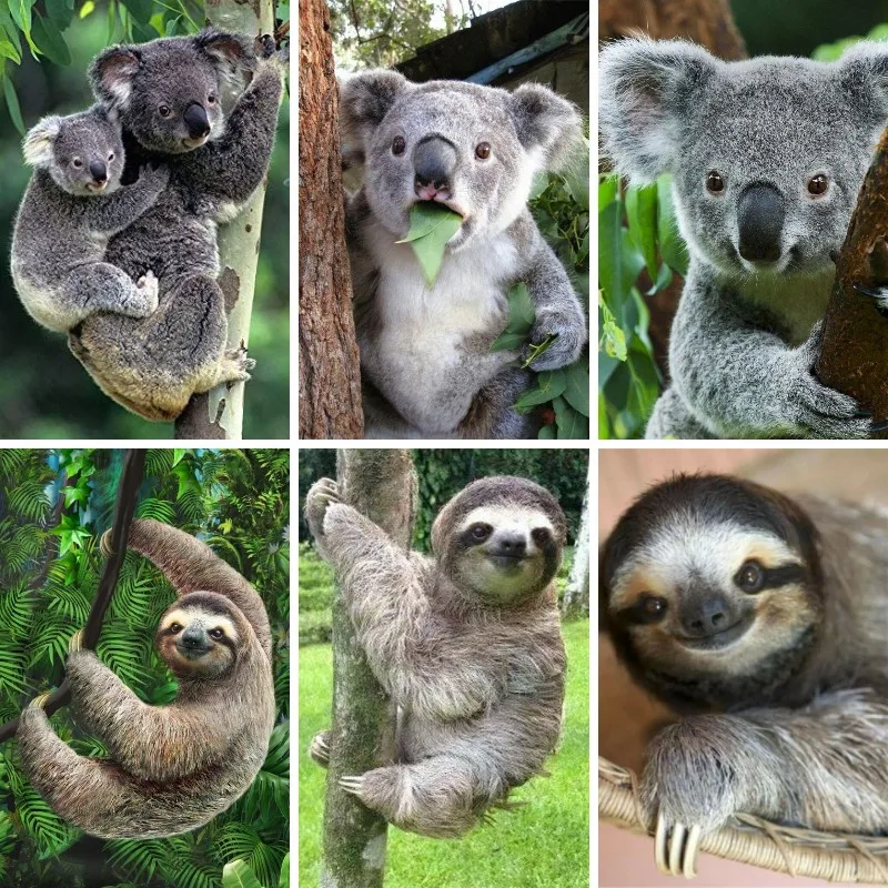 5D Diamond Painting Sloth Koal - Embroidery In Australia review and price